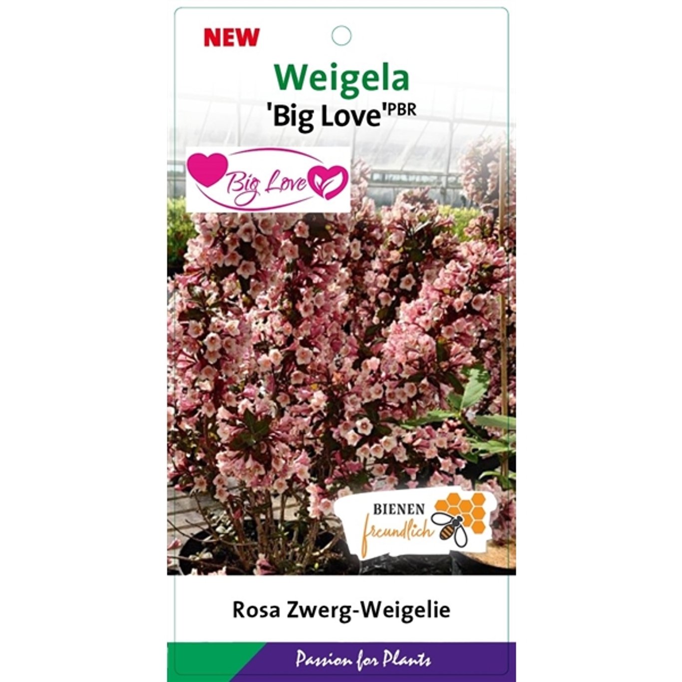 Weigela 'Big Love' - C3 25-30 CM